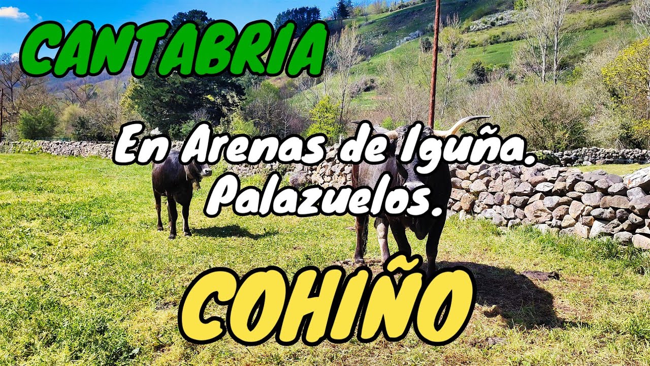 COHIÑO. Palazuelos. Bonito pueblo de Arenas de Iguña. CANTABRIA.