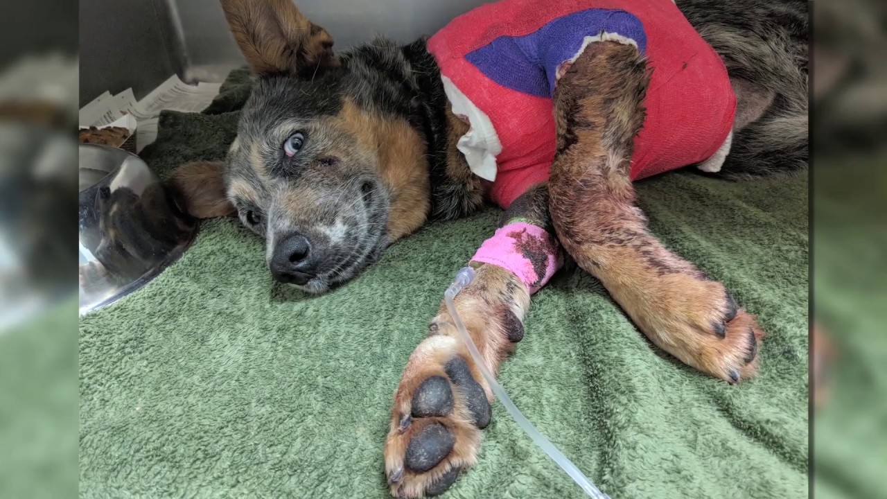 Houston SPCA Rescue Ambulance for animals