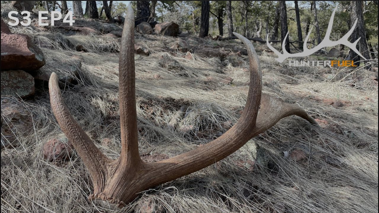 BROWN GOLD!!! 2023 ELK SHED PURSUIT CONTINUES!