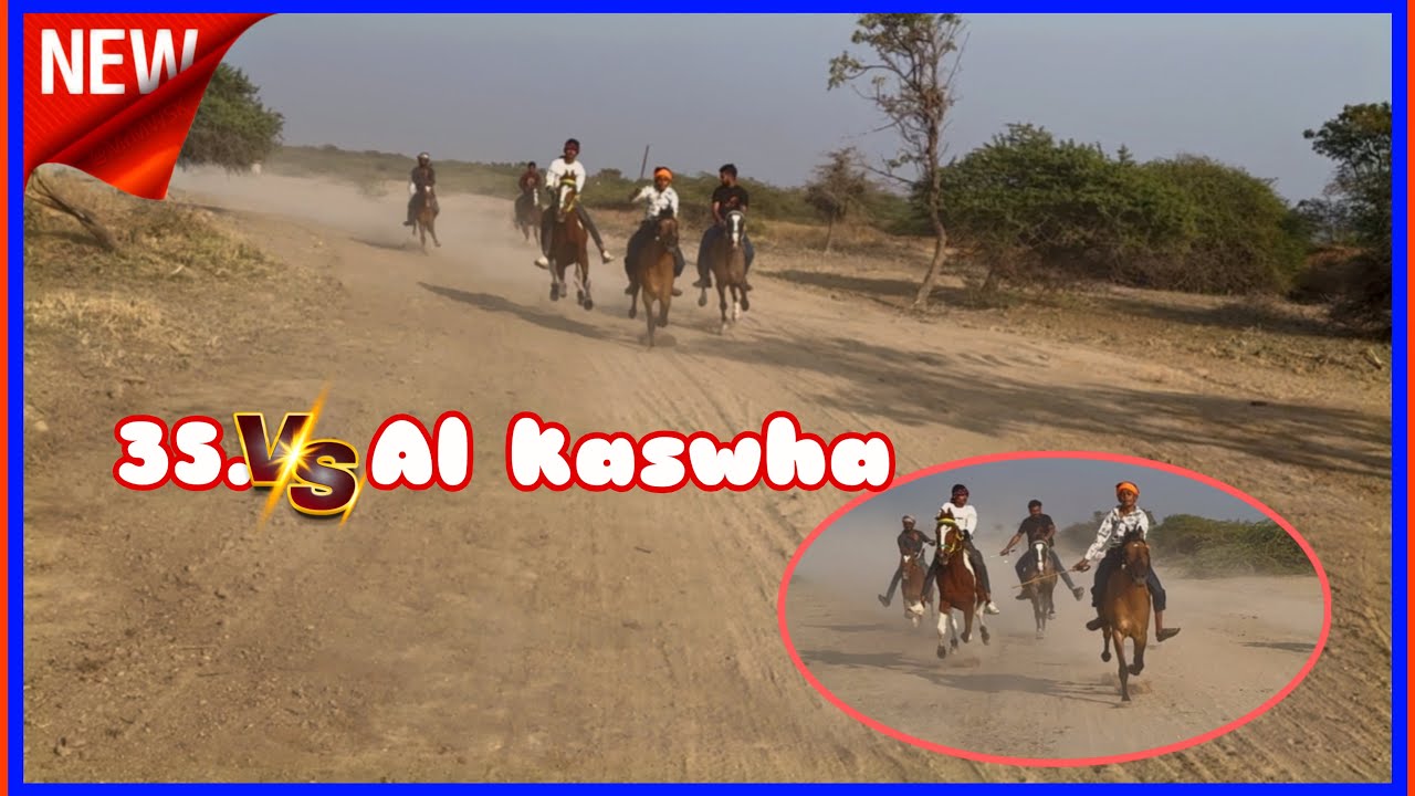 Катда Патти Вачера скачки 35 🆚ал касва ки кейт ки таккар | 08 | 2| 2026 | #royalhorserace47