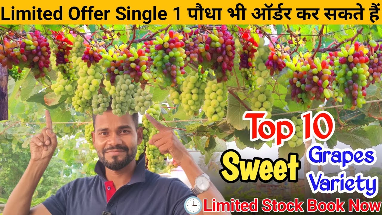Best Grapes Plants For Terrace garden | 10 All time Grapes Plant