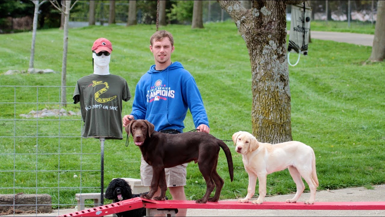 Train Two Labrador Retriever Puppies At The Same Time