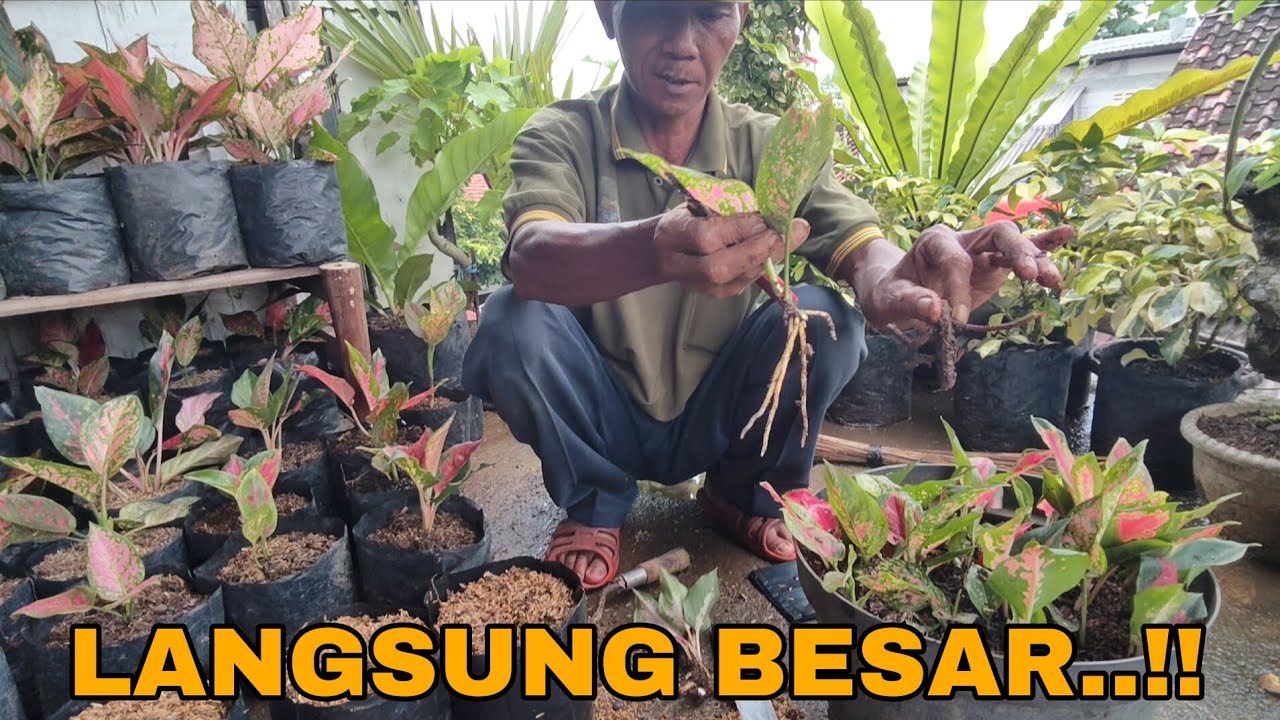 CARA MEMINDAHKAN STEK AGLONEMA AGAR CEPAT BESAR !!