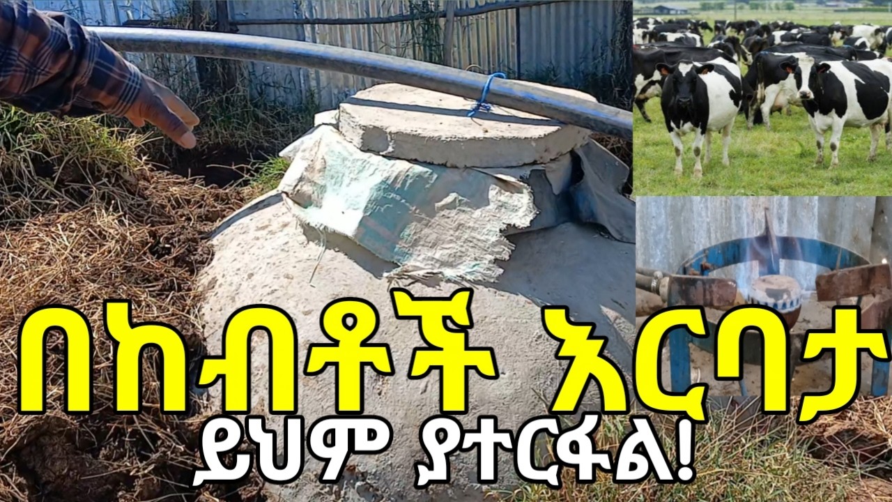 የከብቶች እርባታ ያላቸው ሰዎች የባዮጋዝ ኢነርጂን እንዴት አምርተው  ማትረፍ እንደሚችሉ የሚያሳይ ጠቃሚ ተሞክሮን ከአርብቶ አደሩ ይከታተሉ! BIOGAS.