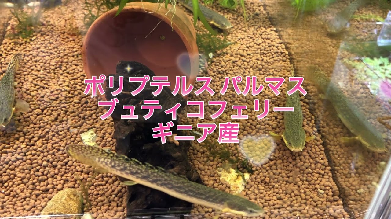 ポリプテルスの美形種！ブュティコフェリー(ギニア産)が当店初入荷！