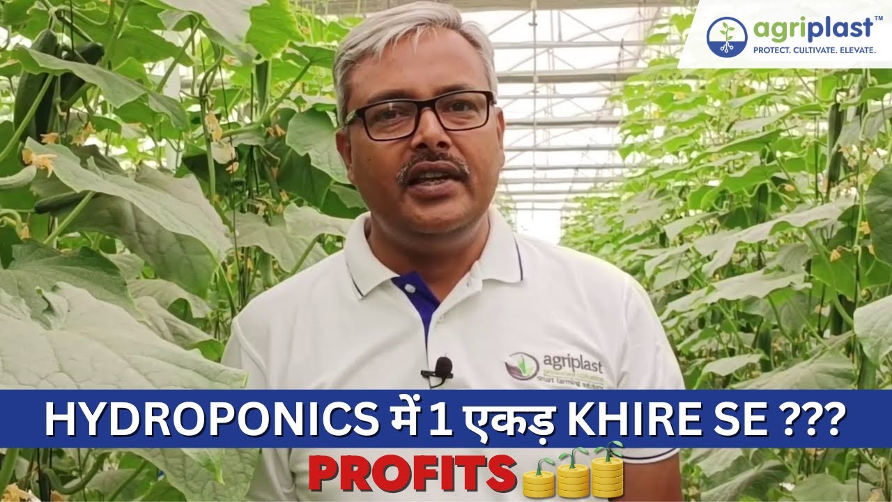 24-30 लाख कमाई एक एकड़ khire ki kheti से || Cucumber Farming Profits