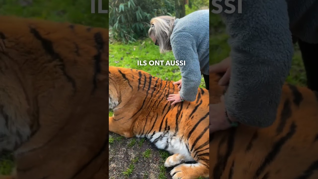 Massage avec Atilla le tigre 🥰