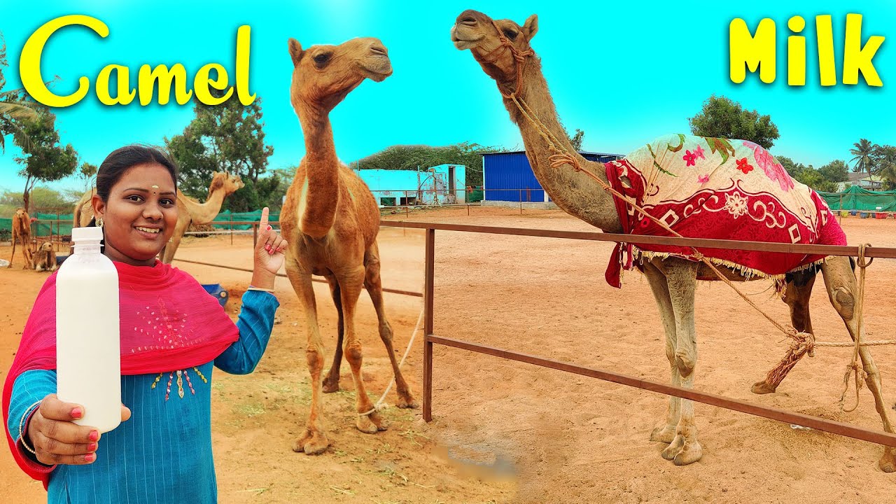 CAMEL MILK RECIPE | Farm Fresh Camel Milk | Banana Leaf Cooking