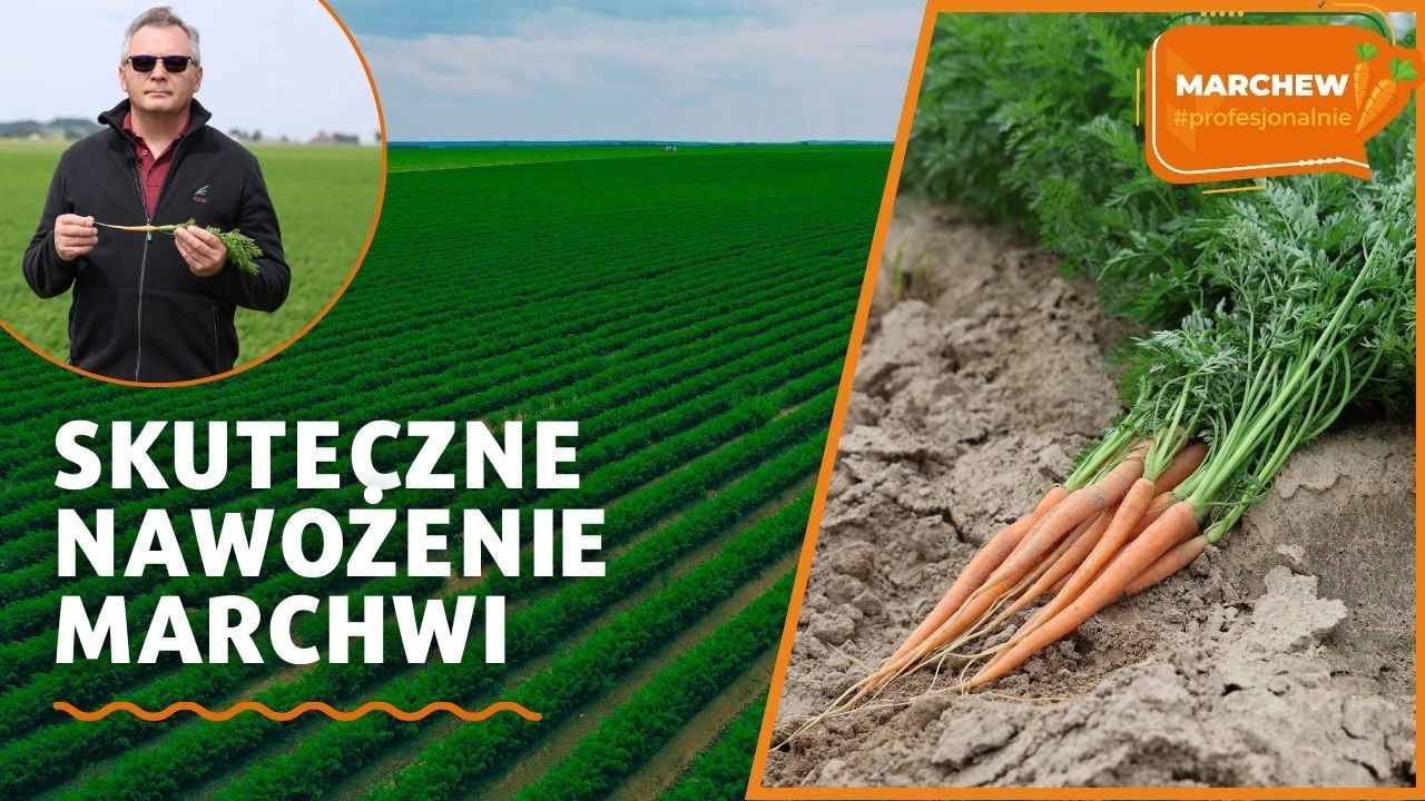 Skuteczne nawożenie marchwi - Marchew #profesjonalnie