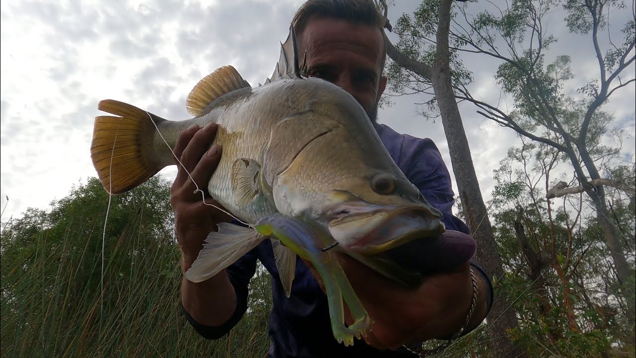 Barra on Surface at Lake Lenthalls, Kayak Fishing Queensland