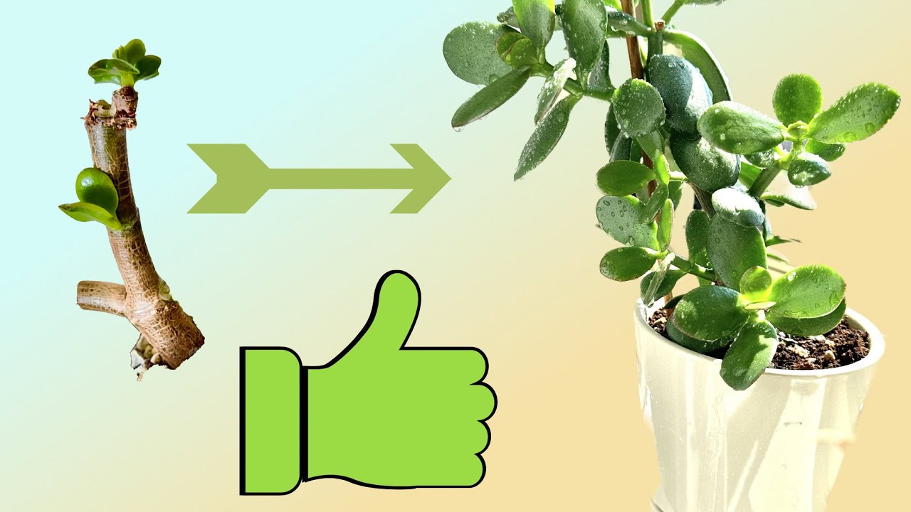 Propagating jade plants