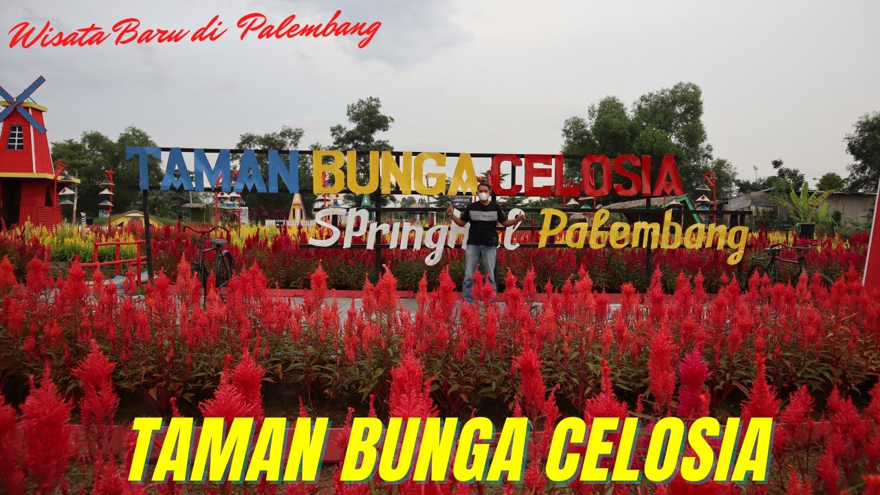 Taman Bunga Celosia Spring Hill Palembang