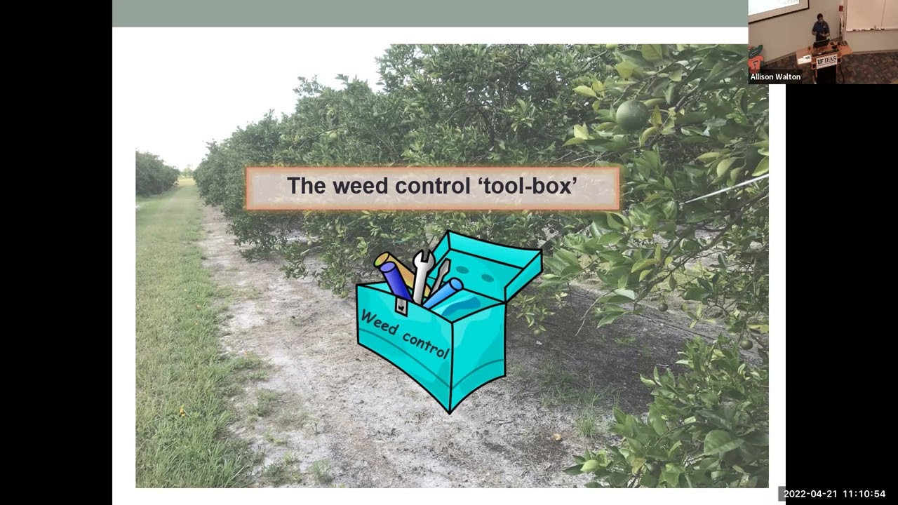 Improving &lsquo;yield-safety&rsquo; in citrus weed management.