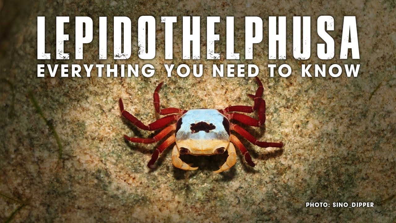 🦀 LEPIDOTHELPHUSA SP CRABS FULL CARE GUIDE. (PANDA CRAB, SARAWAK LAND CRAB CARE GUIDE)
