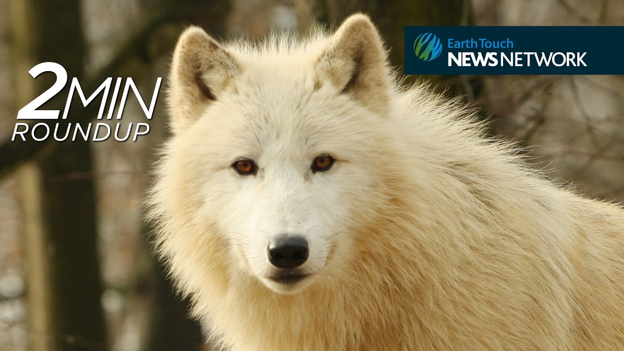 Dragon blood, sawfish mating & Yellowstone&rsquo;s white wolf
