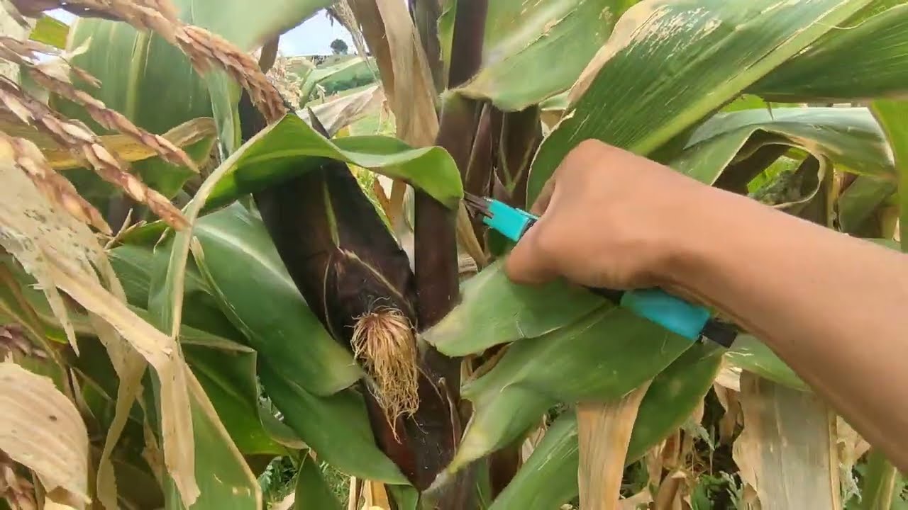 ✂️ Cómo Realizar el Despunte del Maíz| MAXIMO ENGROSE MILPA| Aumenta  Rendimientos en la Cosecha 🌽