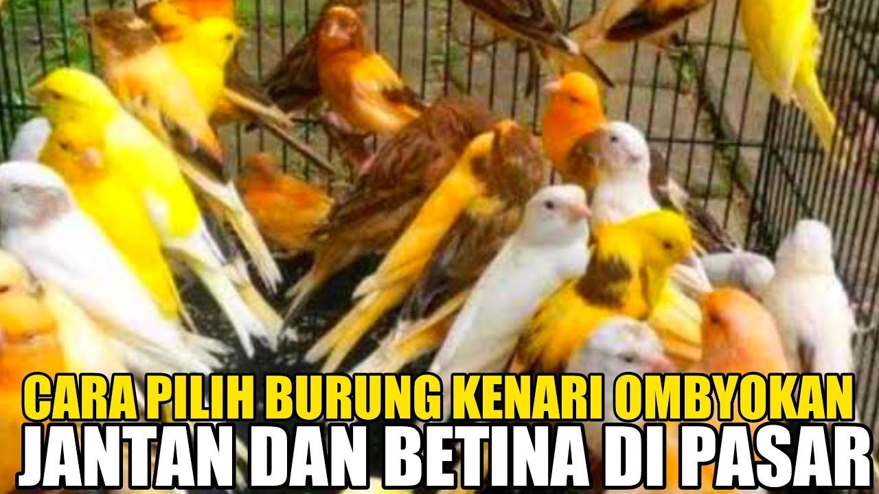 cara pilih burung kenari jantan dan betina, ombyokan pasar Pramuka