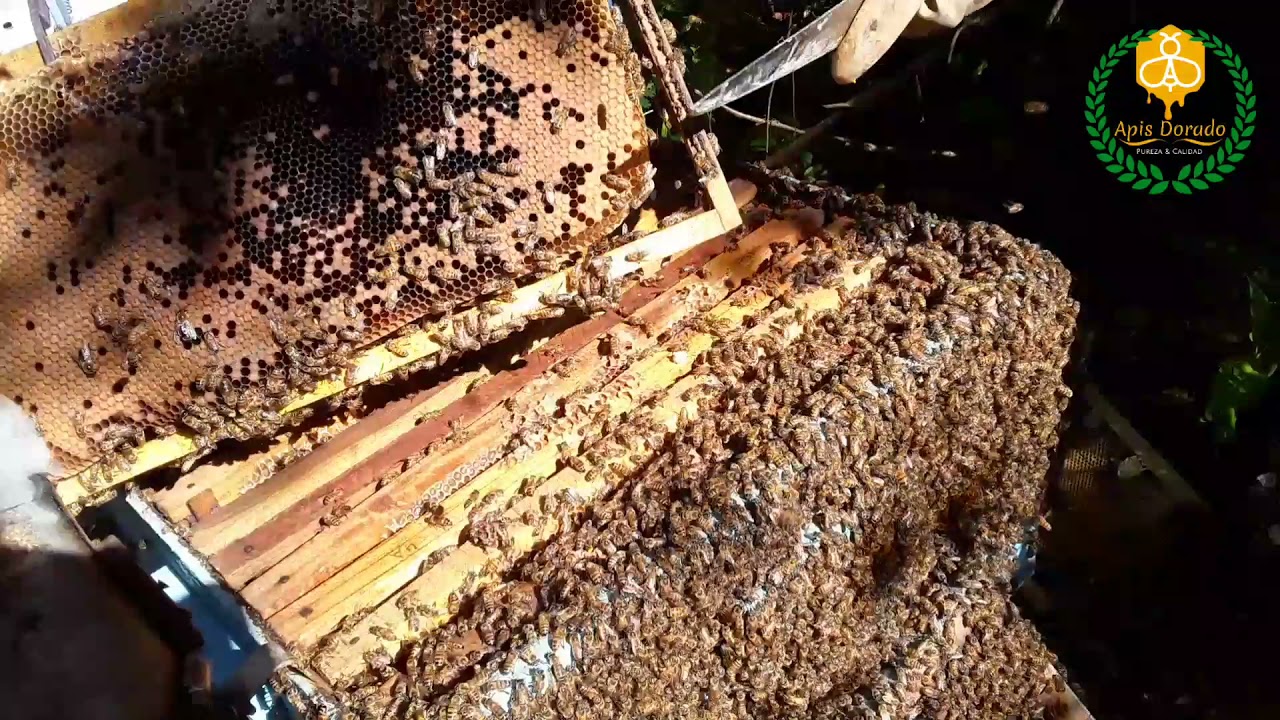 Manejos para colocación de alzas ||motivos de realeras y  zánganos.