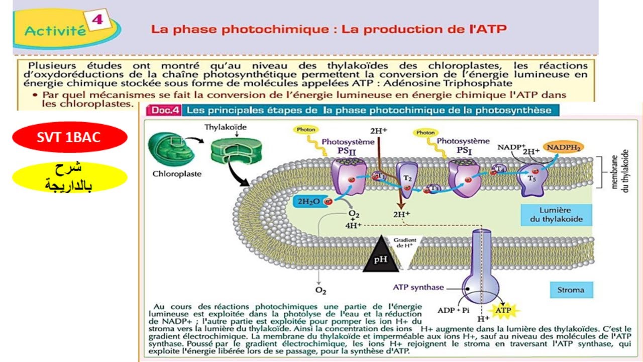 La phase photochimique la production de l'ATP svt 1 bac sc ex option français (شرح بالداريجة)