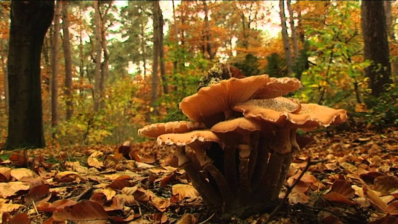 Paddenstoelen plukken, mag dat?