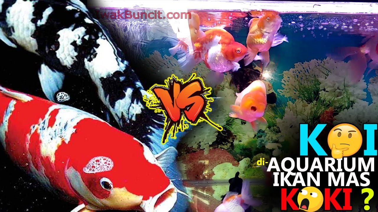 Amankah Memelihara Ikan KOI di Aquarium Ikan Mas Koki? 🤔