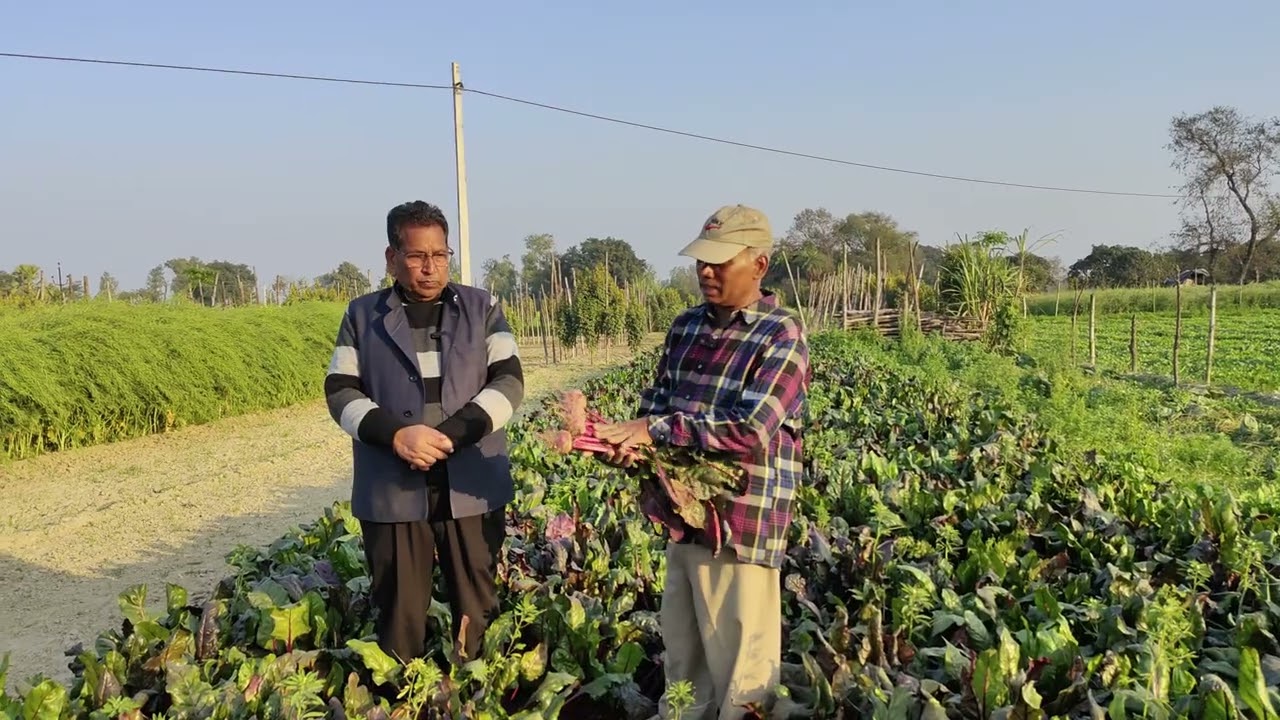 चुकन्दर की खेती||CULTIVATION OF BEETROOT