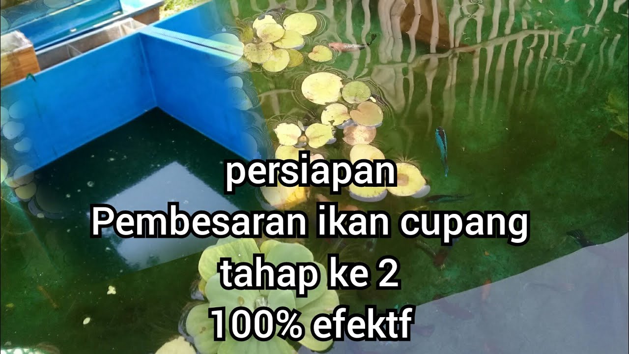 pembesaran burayak tahap ke 2