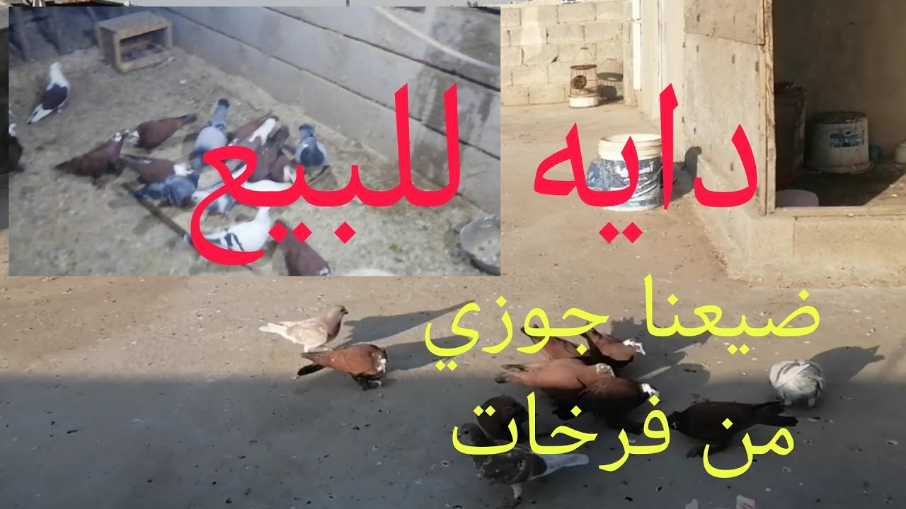 بدينا بتخريج فرخات حمر وصورتلكم دايه قبل لاتنباع 