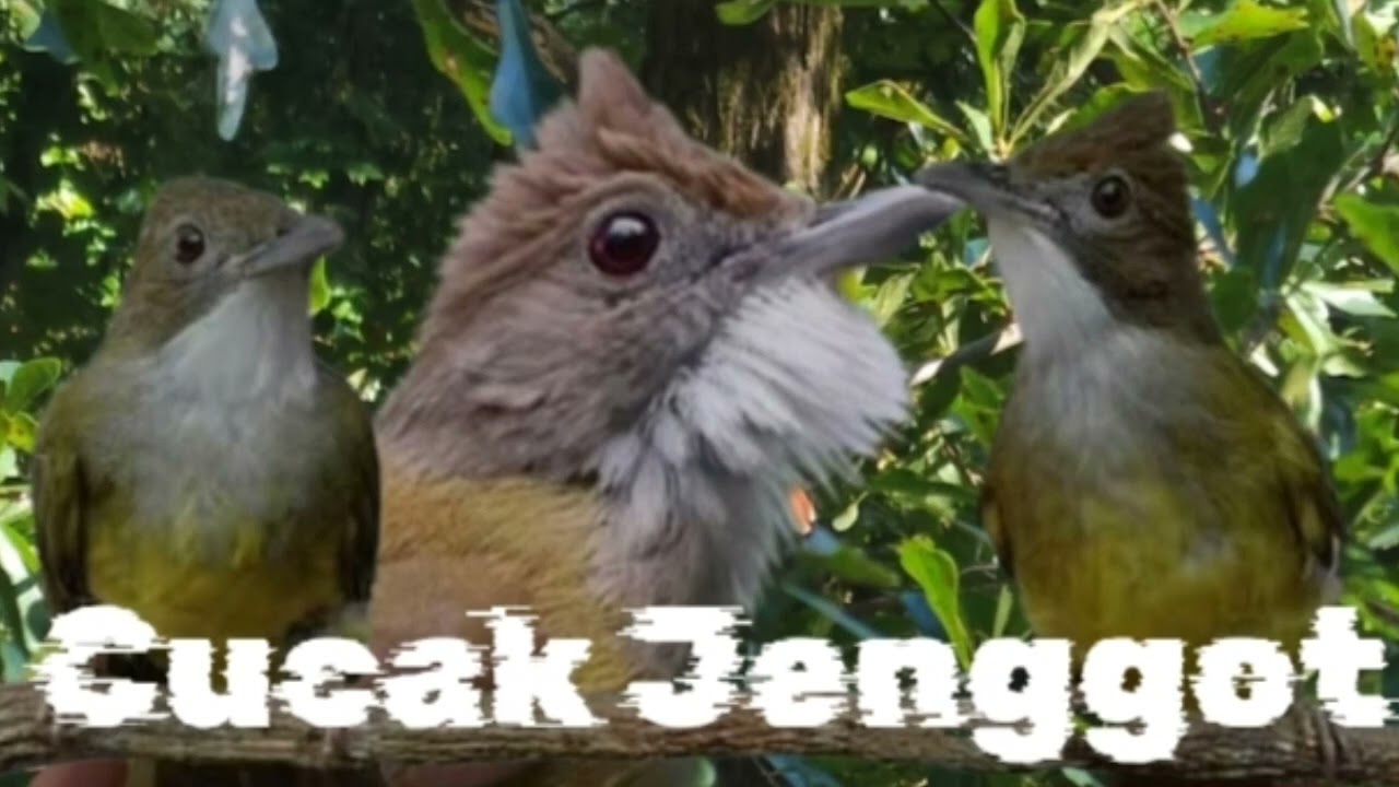 Cucak Jenggot Masteran Murai, Suara Jernih 1 Jam Nonstop. #masteranburung#cucakjenggot #muraibatu