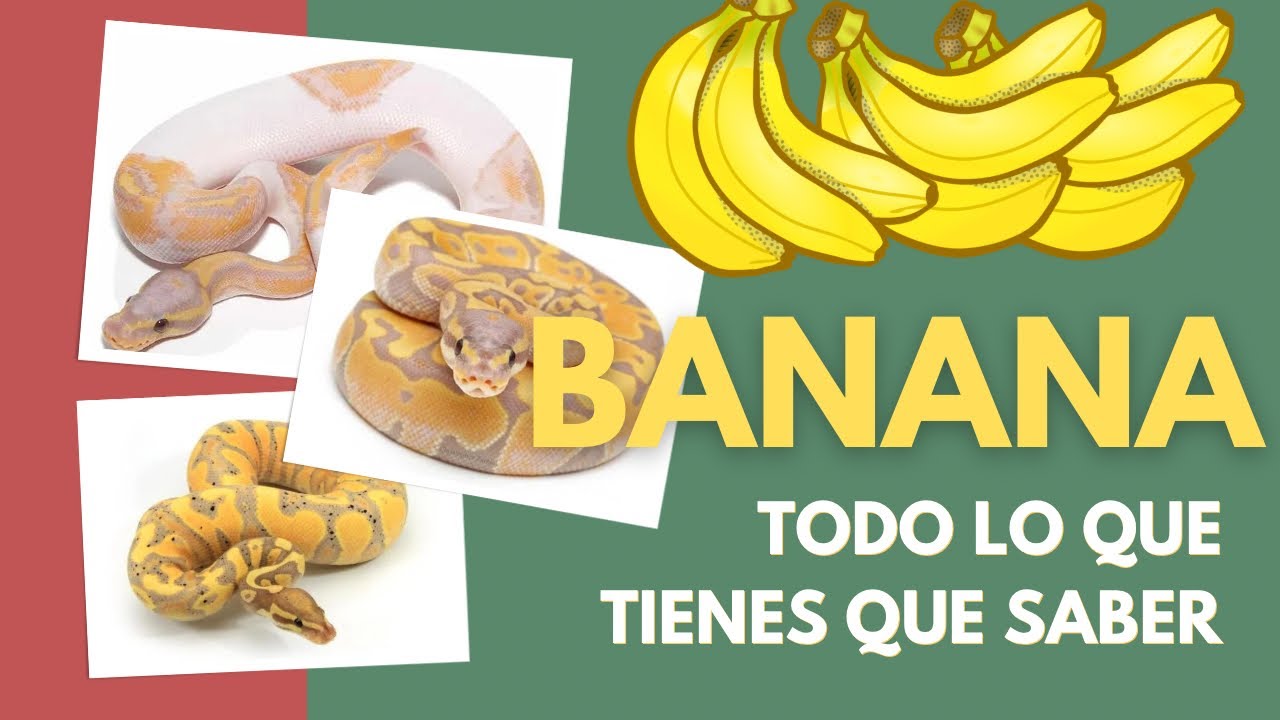 Genética Banana en Pitón Bola / Todo lo que tienes que saber