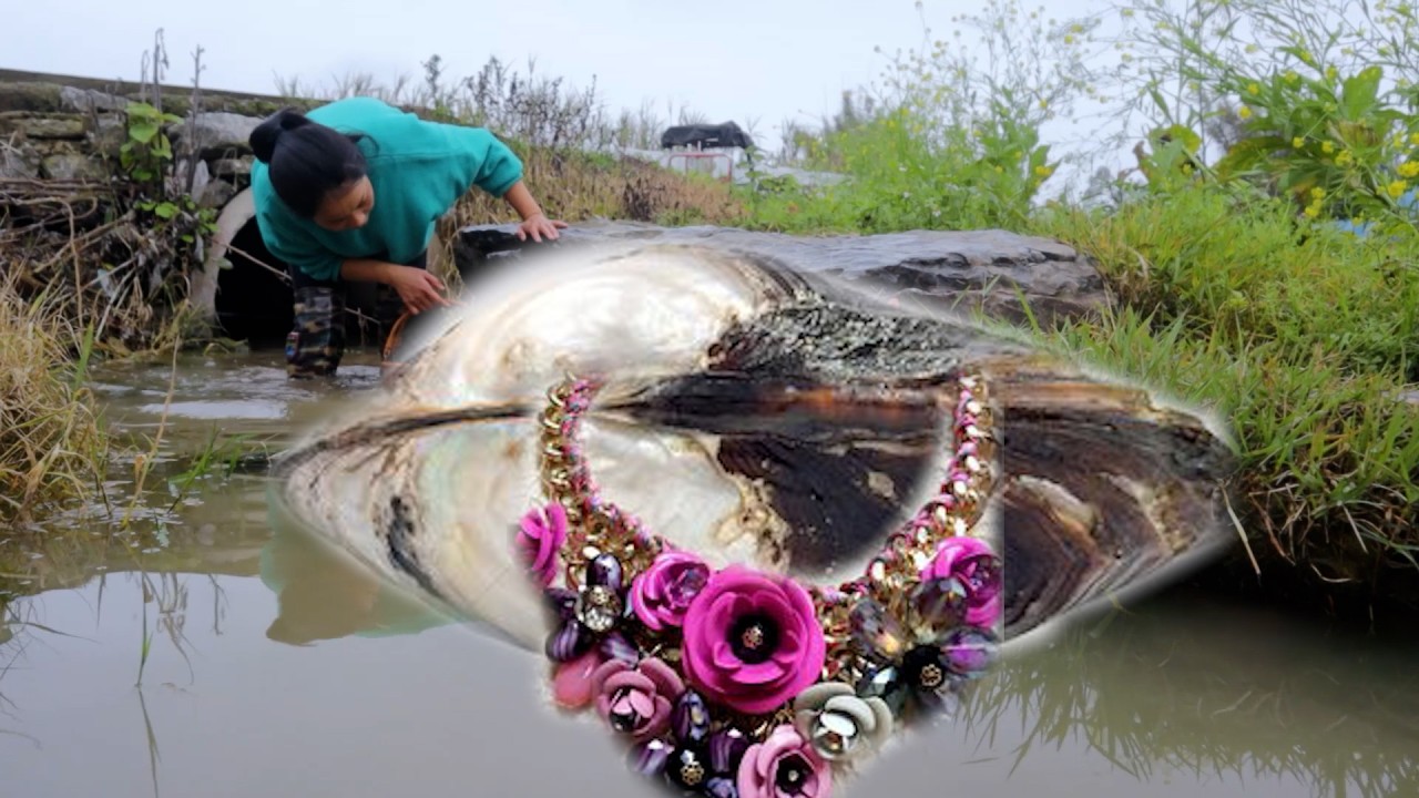 😱😱,‼ The girl earned $100000 on this land by collecting freshwater pearls