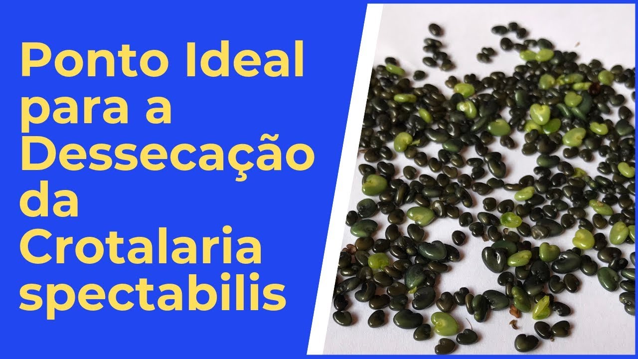 Ponto Ideal para a Dessecacao da Crotalaria spectabilis