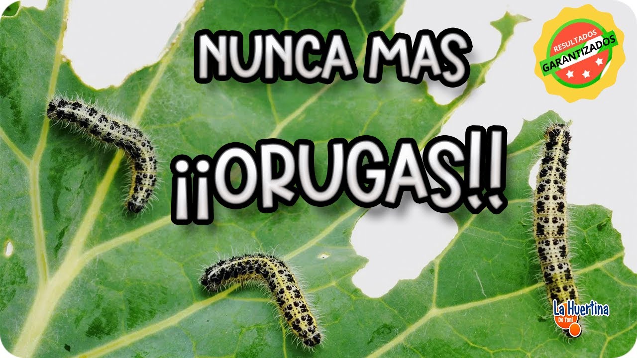 ACABA con LAS ORUGAS En Tus Plantas Con Este REMEDIO CASERO !!!!Super Eficaz!!!!