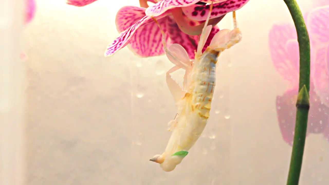 Orchid Mantis Molting - Timelapse