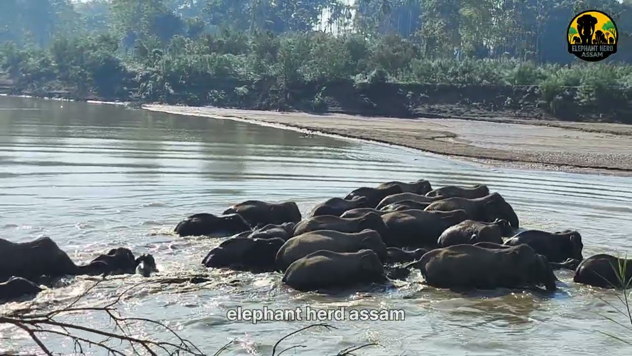 Wild Elephants Family Crossing Dangerous River  Nature at Its Best🐘🌊|elephant herd assam