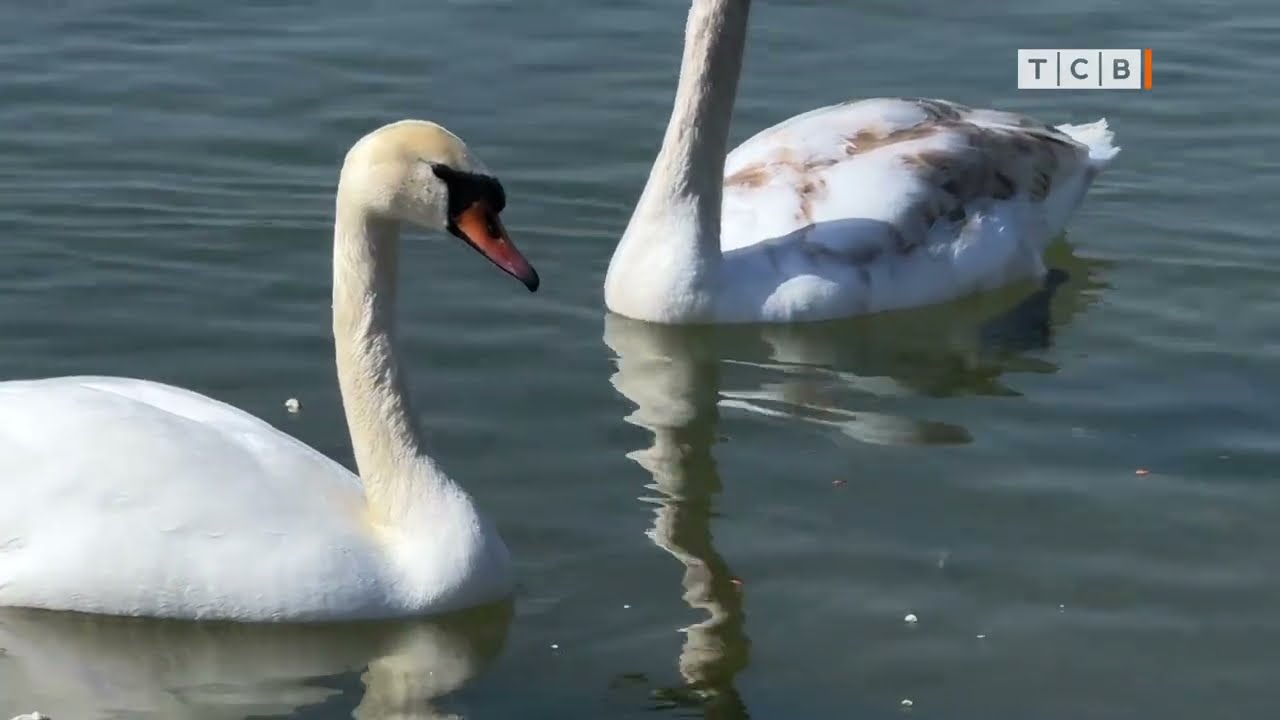 Множество лебедей на Дубоссарском море