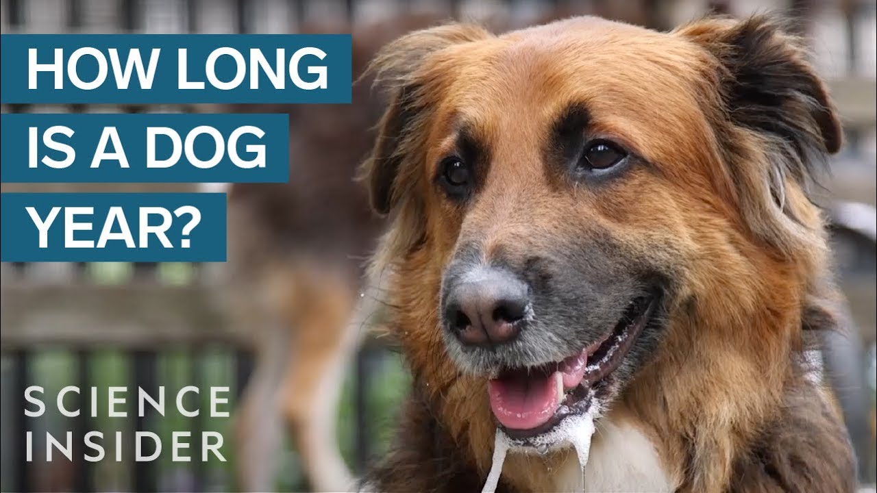 A 'Dog Year' Is Not Equal To 7 Human Years &mdash; It's Much More