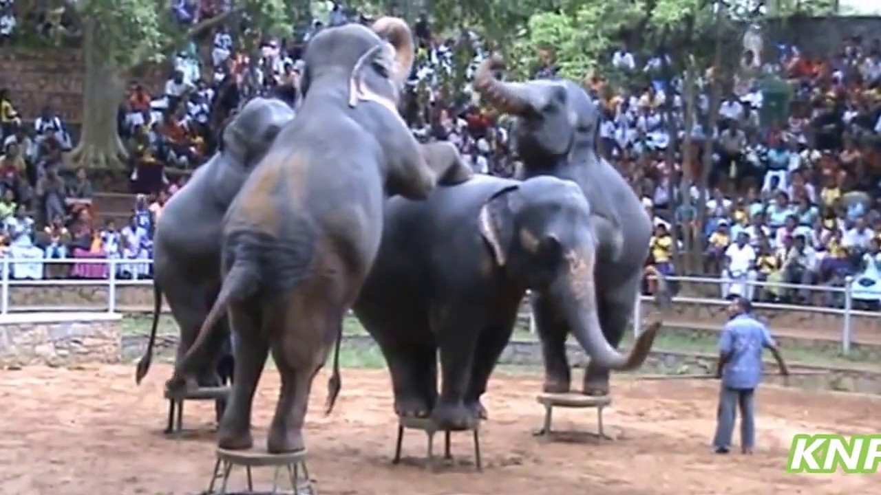 දෙහිවල අලි නැටුම් බලමුද? : Elephant dance in dehiwala zoo Sri Lanka