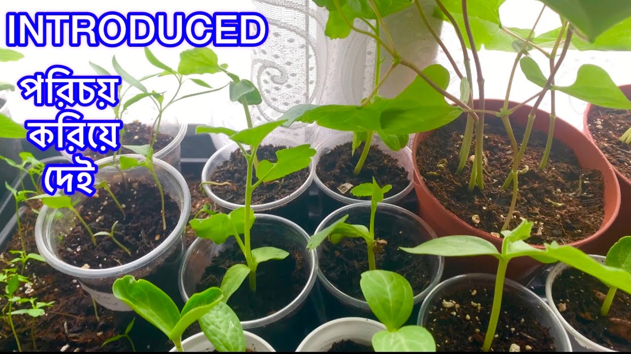 আছকে ছোট ছোট গাচের সাতে পরিচয় করে দিবো ( Let&rsquo;s introduce you to small plants SHOKHER BAGAN UK 2026 