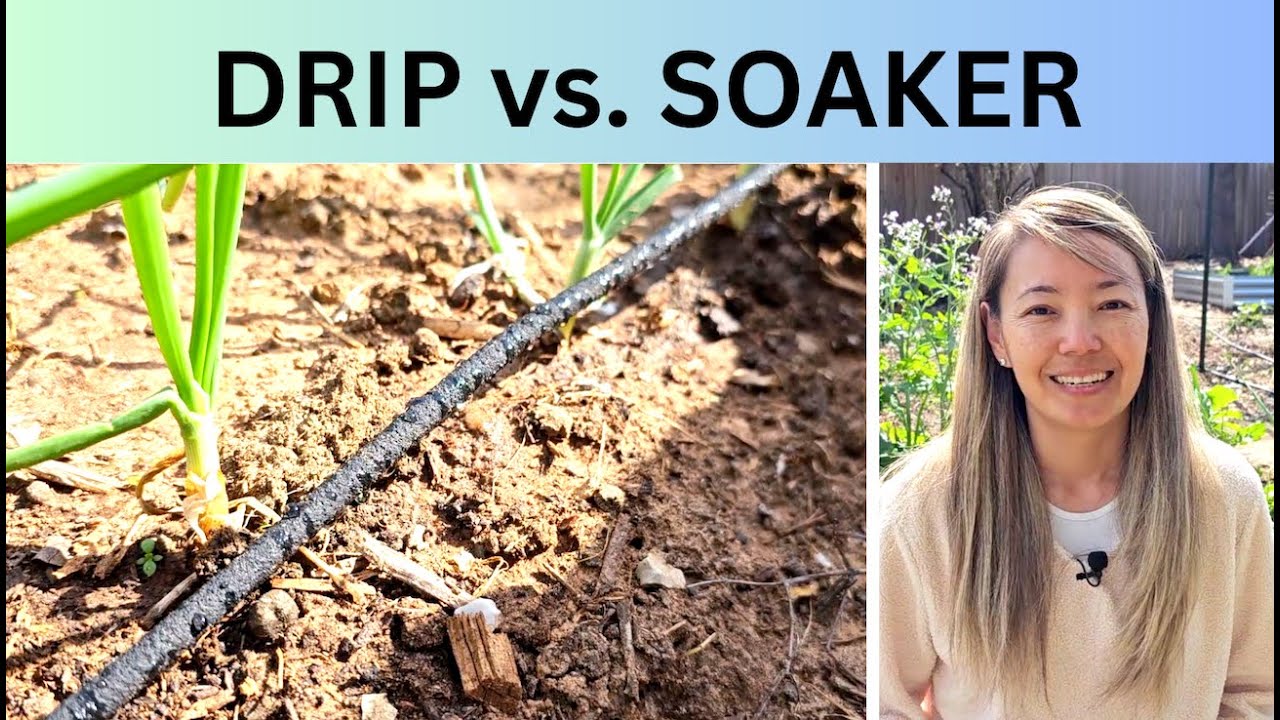 Garden irrigation systems: Drip vs. soaker