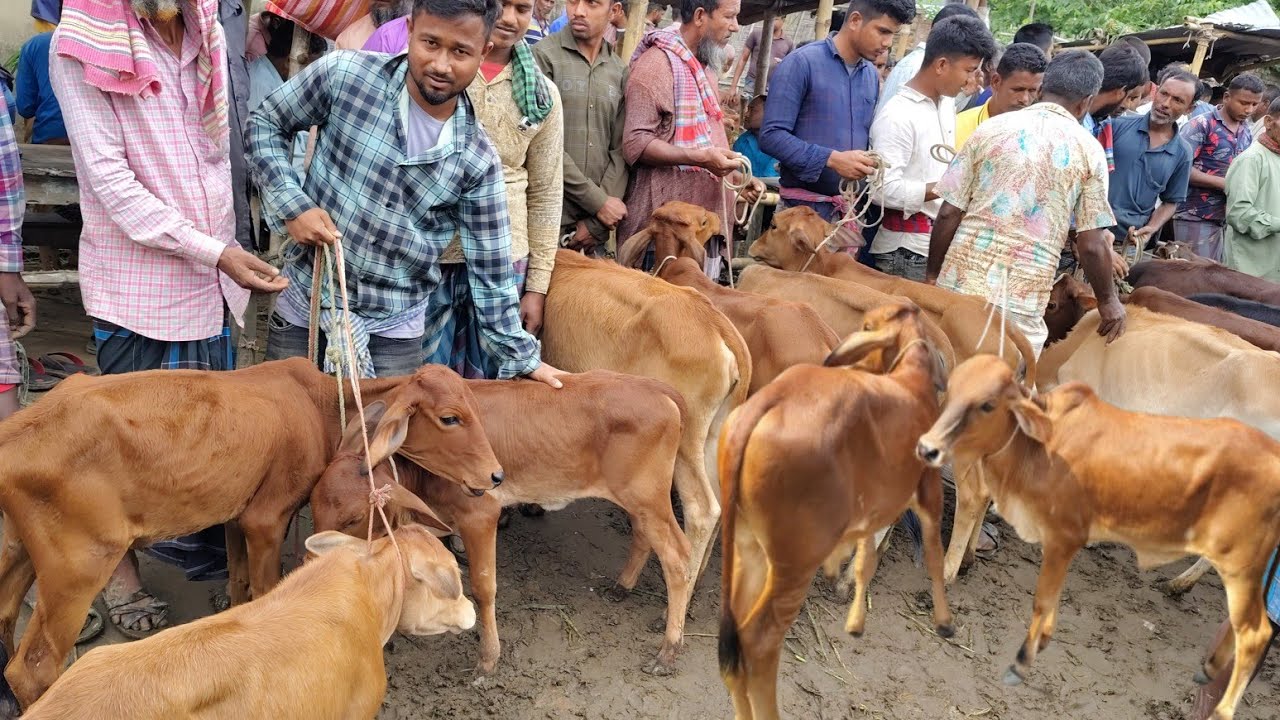 আজ ২৯ নভেম্বর ২৪ | সবচেয়ে ছোট ছোট ষাঁড় ও বকনা বাছুরের দাম জানুন | আমবাড়ি হাট