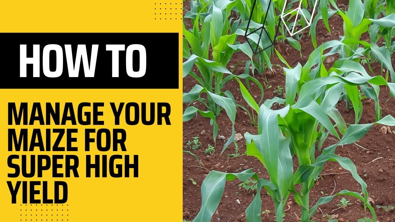 How to manage your maize for super high yield