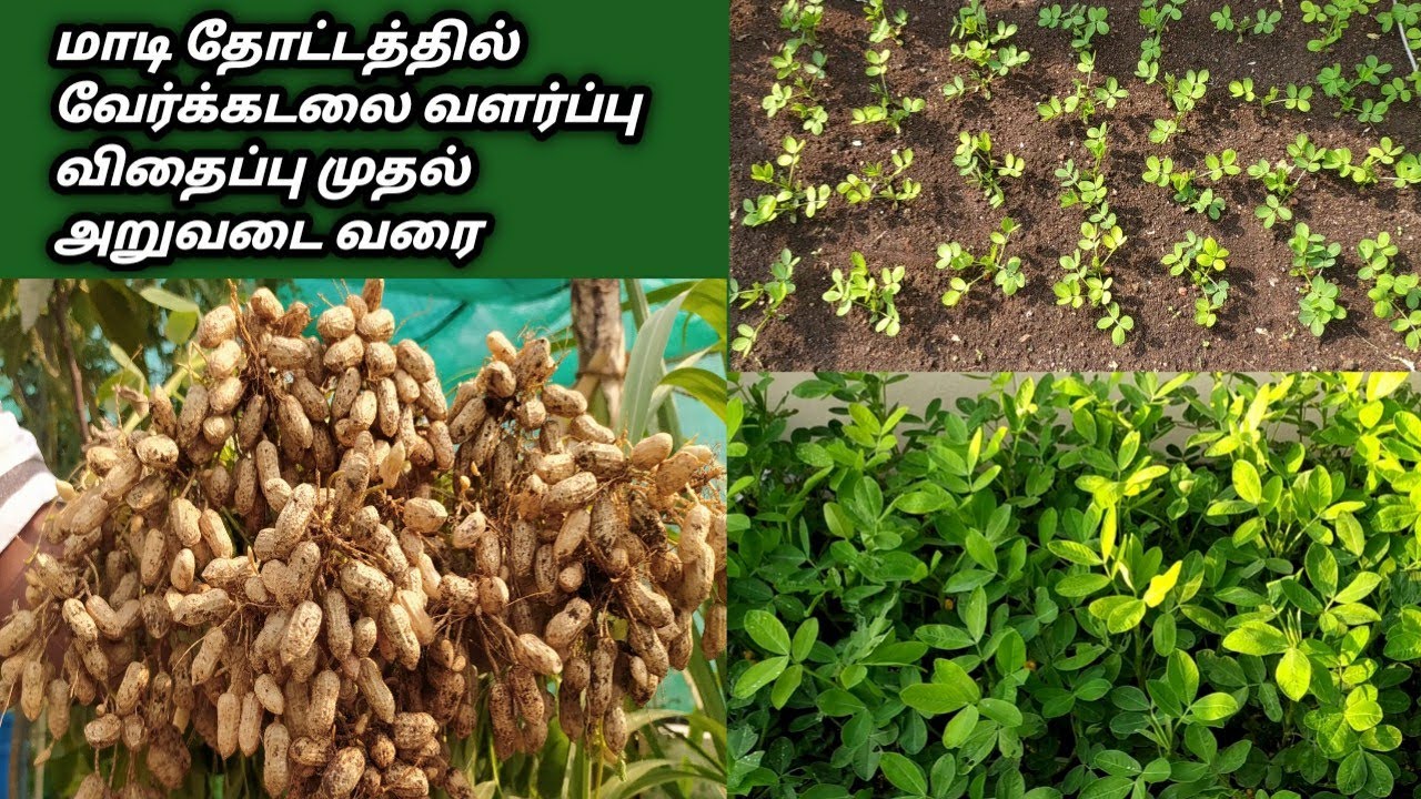 Groundnut Harvest @ மாடி தோட்டத்தில் வேர்க்கடலை வளர்ப்பு விதைப்பு முதல் அறுவடை வரை