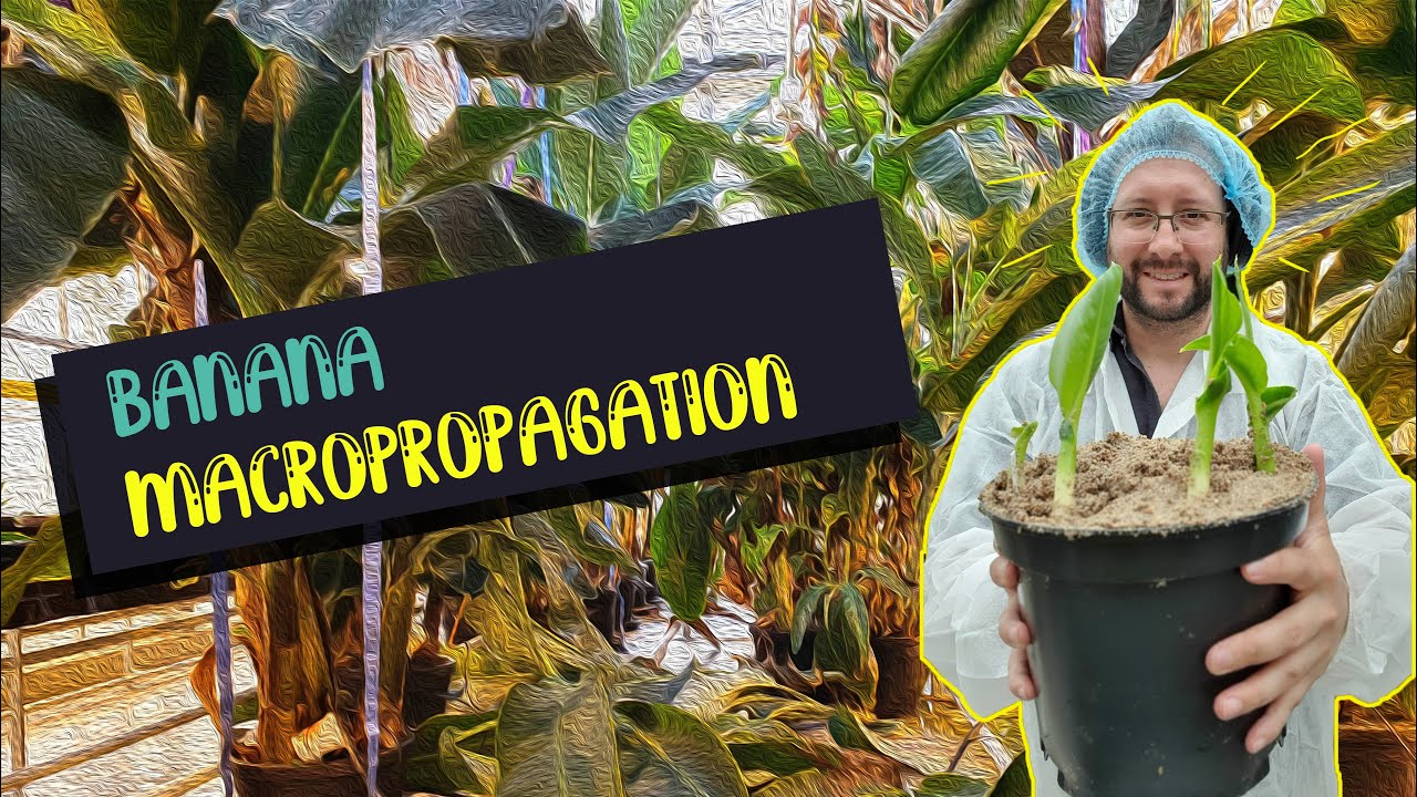 Макроразмножение банана (как получить несколько растений из одного)