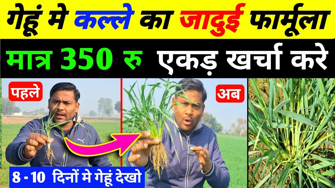 गेहूं मे कल्ले कैसे निकाले |गेहूं मे कल्ले की संख्या कैसे बढ़ाये /gehu me futav ke liye kya dale