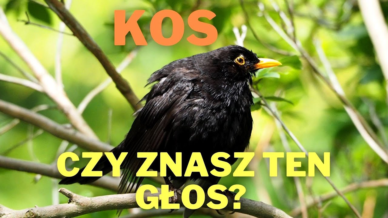Kos śpiew. Czy znasz ten głos?