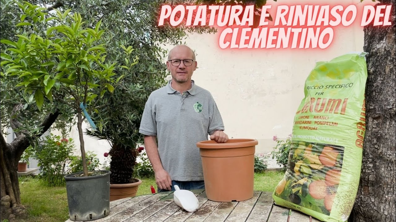 Clementino: Potatura e Rinvaso | Il Dottore Delle Piante