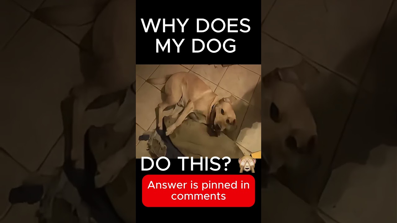 Why Is My Dog Acting So Weird?