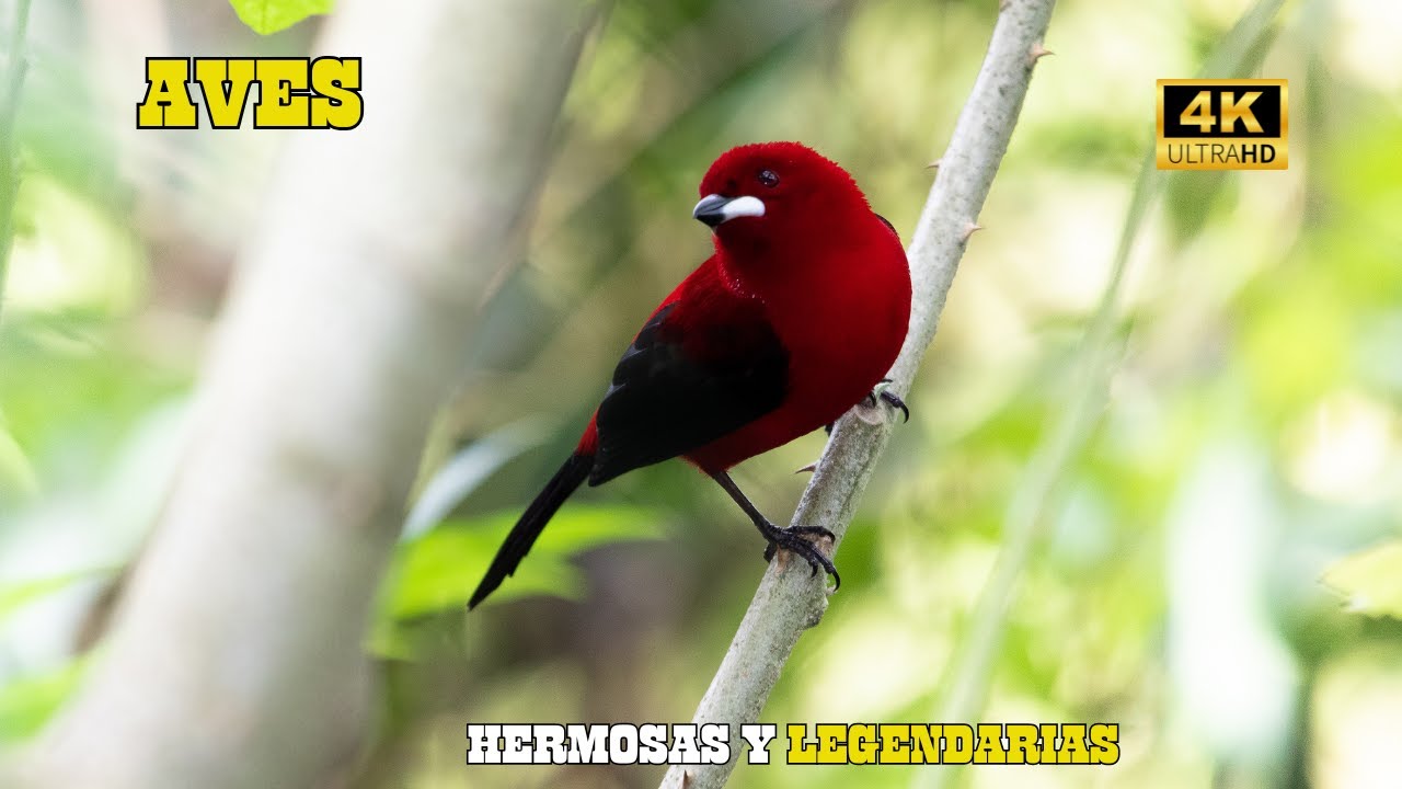 AVES Legendarias: PRECIOSIDADES De Nuestro PLANETA | DOCUMENTAL Completo Episodios 1,2 y 3