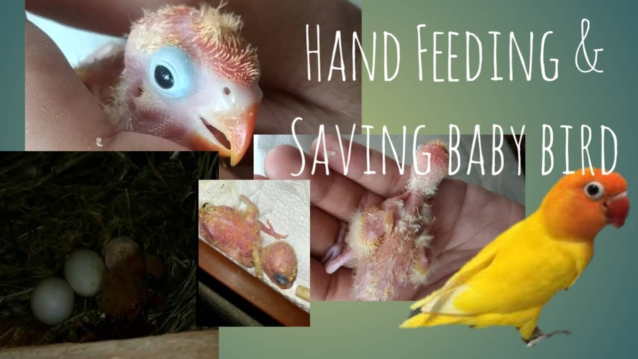 Saving & Hand Feeding a 5 Day old Baby African Lovebird(First timer Feeding and Rescue)